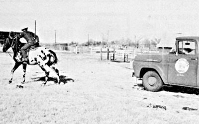 Appaloosa tows a pickup to get it started...