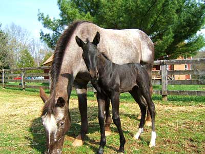 Alejandra, 93% FPD, ApHC Pending, Sire: Warlord's Lightnin' Dam: Secretary Sez Encore