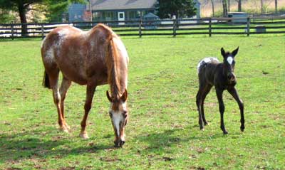 Juanita, 93% FPD, ApHC Pending, Sire: Warlord's Lighnin' Dam: R Fourmiles Sundance