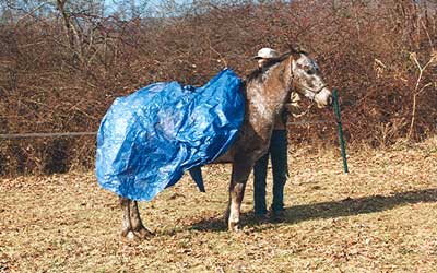 Max tolerates me rubbing the tarp